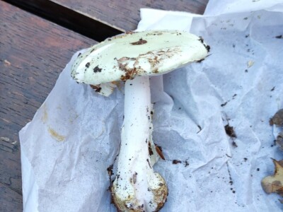 Jestive i otrovne vrste pečurki, te pupavke