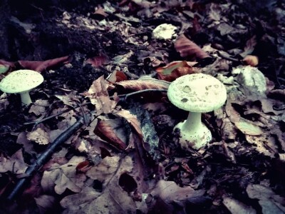 Jestive i otrovne vrste pečurki, te pupavke