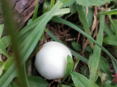 Jestive i otrovne vrste pečurki, te pupavke