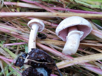 Jestive i otrovne vrste pečurki, te pupavke