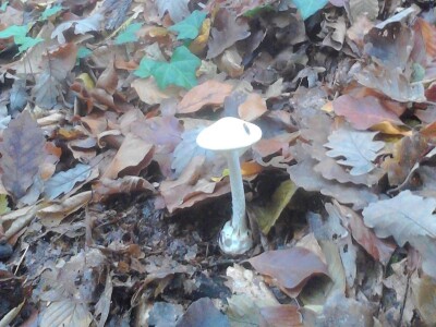 Jestive i otrovne vrste pečurki, te pupavke