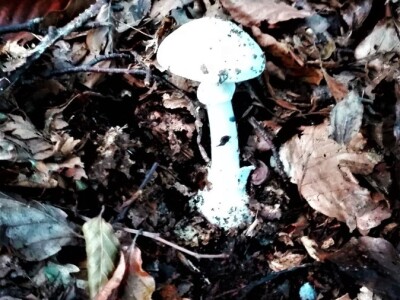 Jestive i otrovne vrste pečurki, te pupavke