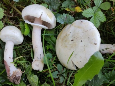 Jestive i otrovne vrste pečurki, te pupavke