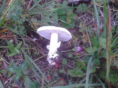 Jestive i otrovne vrste pečurki, te pupavke