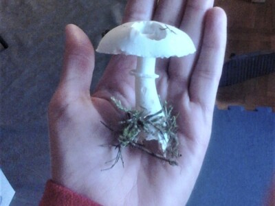 Jestive i otrovne vrste pečurki, te pupavke