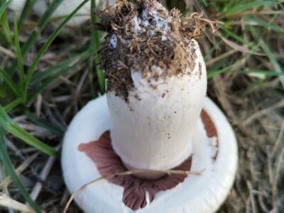 Jestive i otrovne vrste pečurki, te pupavke