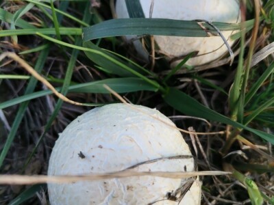 Jestive i otrovne vrste pečurki, te pupavke