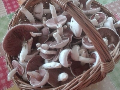 Jestive i otrovne vrste pečurki, te pupavke