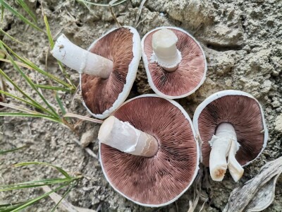 Jestive i otrovne vrste pečurki, te pupavke