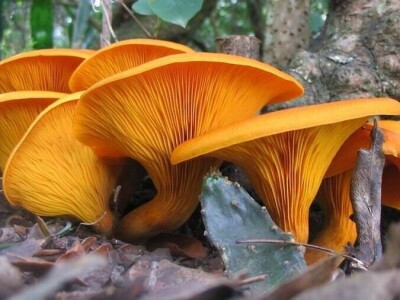 Jestive pečurke i njihove opasne dvojnice