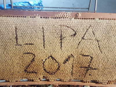 Najbolja ovogodišnja paša bila je lipina