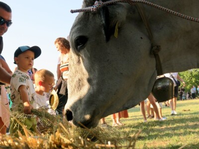 Smotra istarskih volova