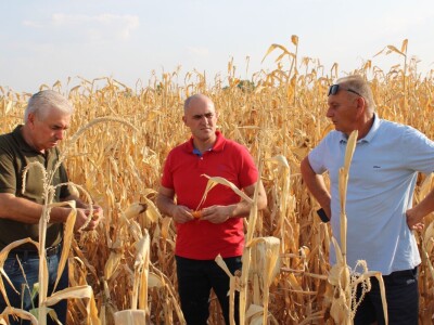 Josip Dabro obilazi polja i nasade oštećene sušom Josip Dabro obilazi polja i nasade oštećene sušom