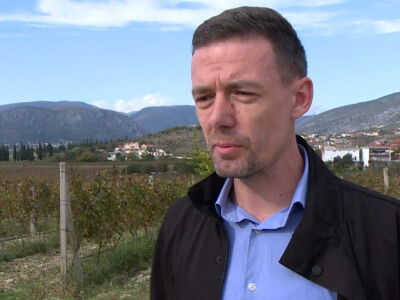 Vinograd "Knebu" na 900 mnv u Tomislavgradu