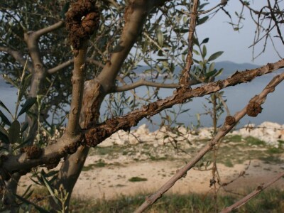 Josip Pavlica: Ne žuriti s rezdidbom i gnojidbom maslina!