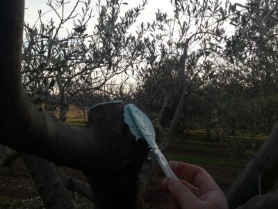 Josip Pavlica: Ne žuriti s rezdidbom i gnojidbom maslina!