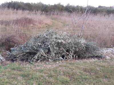 Josip Pavlica: Ne žuriti s rezdidbom i gnojidbom maslina!