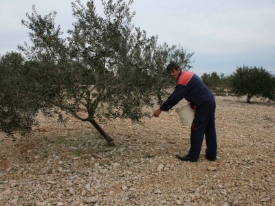 Josip Pavlica: Ne žuriti s rezdidbom i gnojidbom maslina!