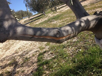 Josip Pavlica: Ne žuriti s rezdidbom i gnojidbom maslina!