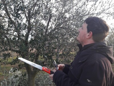 Josip Pavlica: Ne žuriti s rezdidbom i gnojidbom maslina!