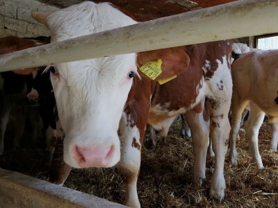 Josip Žmegač, u Bruxellesu nagrađeni proizvođač Varaždinskog bučinog ulja otkriva tajne proizvodnje visokokvalitetnog ulja od buče Josip Žmegač, u Bruxellesu nagrađeni proizvođač Varaždinskog bučinog ulja otkriva tajne proizvodnje visokokvalitetnog ulja od buče