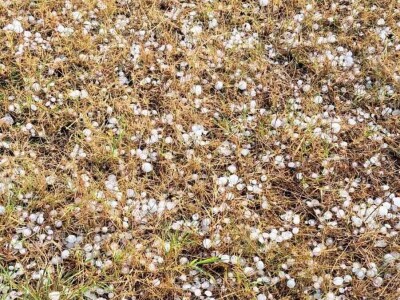 Josipu Žmegaču, poznatom proizvođaču bučinog ulja iz Donjeg Vratna tuča je nanijela ogromnu štetu