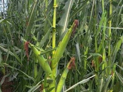 Josipu Žmegaču, poznatom proizvođaču bučinog ulja iz Donjeg Vratna tuča je nanijela ogromnu štetu