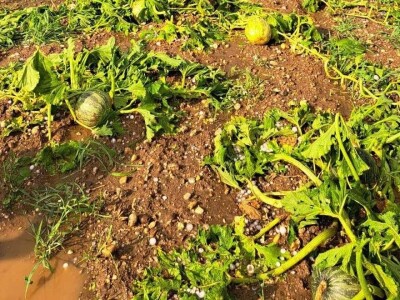 Josipu Žmegaču, poznatom proizvođaču bučinog ulja iz Donjeg Vratna tuča je nanijela ogromnu štetu