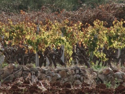 Jovanin Plenković Jovanin Plenković