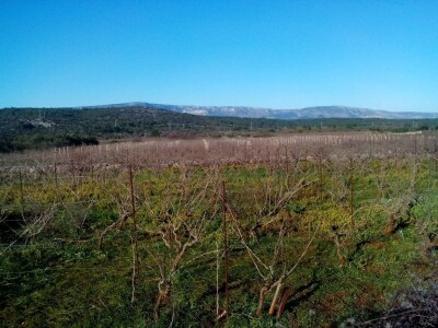 Jovanin Plenković Jovanin Plenković