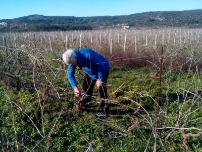 Jovanin Plenković Jovanin Plenković