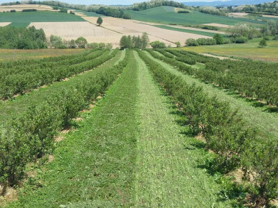 Lijepo uređen nasad aronije