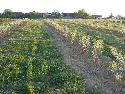 U aroniji uskoro sustav za navodnjavanje