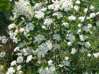 Aronija u punoj cvatnji