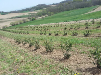 Na jesen sade još jedan hektar aronije