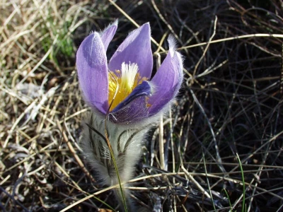 JU Priroda