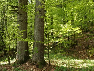 JU Priroda