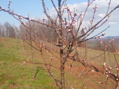 JUČER U KUPJENSKOM KOD VOJNIĆA - Snijeg prekrio 40 hektara voćnjaka obitelji Jirija Mikulića!