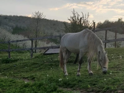 JUČER U KUPJENSKOM KOD VOJNIĆA - Snijeg prekrio 40 hektara voćnjaka obitelji Jirija Mikulića!