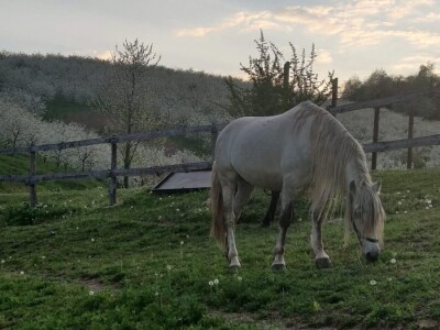 JUČER U KUPJENSKOM KOD VOJNIĆA - Snijeg prekrio 40 hektara voćnjaka obitelji Jirija Mikulića!