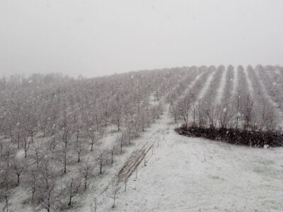 JUČER U KUPJENSKOM KOD VOJNIĆA - Snijeg prekrio 40 hektara voćnjaka obitelji Jirija Mikulića!