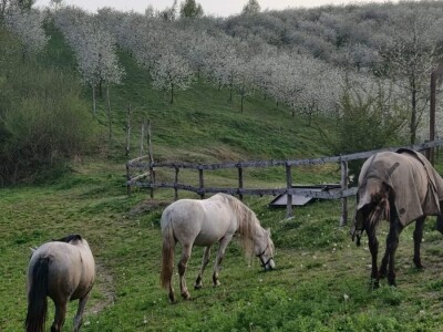 JUČER U KUPJENSKOM KOD VOJNIĆA - Snijeg prekrio 40 hektara voćnjaka obitelji Jirija Mikulića!