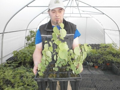 Jurica Glumpak s judinim drvom Jurica Glumpak s judinim drvom