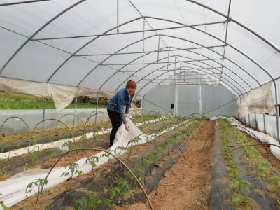 Junad i koke nosilice omogućavaju kvalitetno gnojivo i prihranu za naše povrće