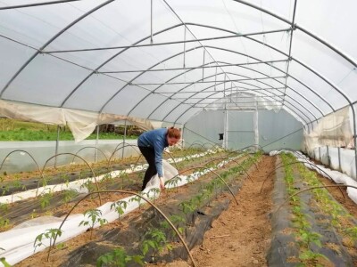 Junad i koke nosilice omogućavaju kvalitetno gnojivo i prihranu za naše povrće