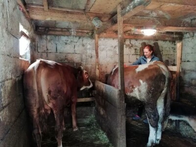 Junad i koke nosilice omogućavaju kvalitetno gnojivo i prihranu za naše povrće