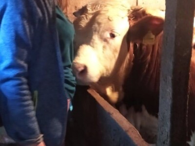 Junad i koke nosilice omogućavaju kvalitetno gnojivo i prihranu za naše povrće