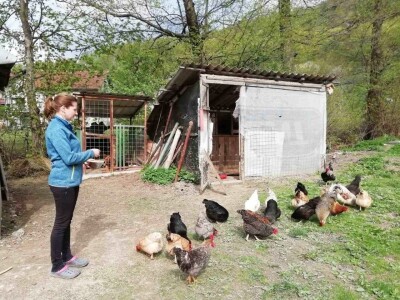 Junad i koke nosilice omogućavaju kvalitetno gnojivo i prihranu za naše povrće