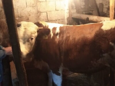 Junad i koke nosilice omogućavaju kvalitetno gnojivo i prihranu za naše povrće