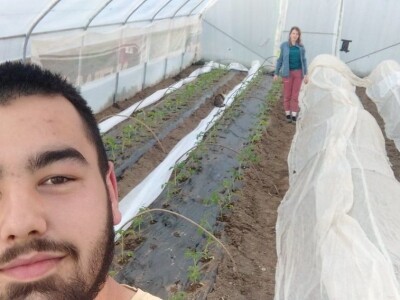 Junad i koke nosilice omogućavaju kvalitetno gnojivo i prihranu za naše povrće